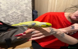 Parrots birds for sale: Parrolet  - Image 1