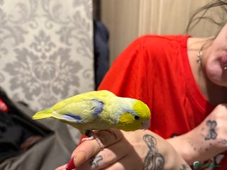 Parrots birds for sale - Advert 1