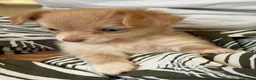 Chihuahua dogs for sale: Beautiful Long-Haired Chihuahua Puppies ❤️ - Advert 11