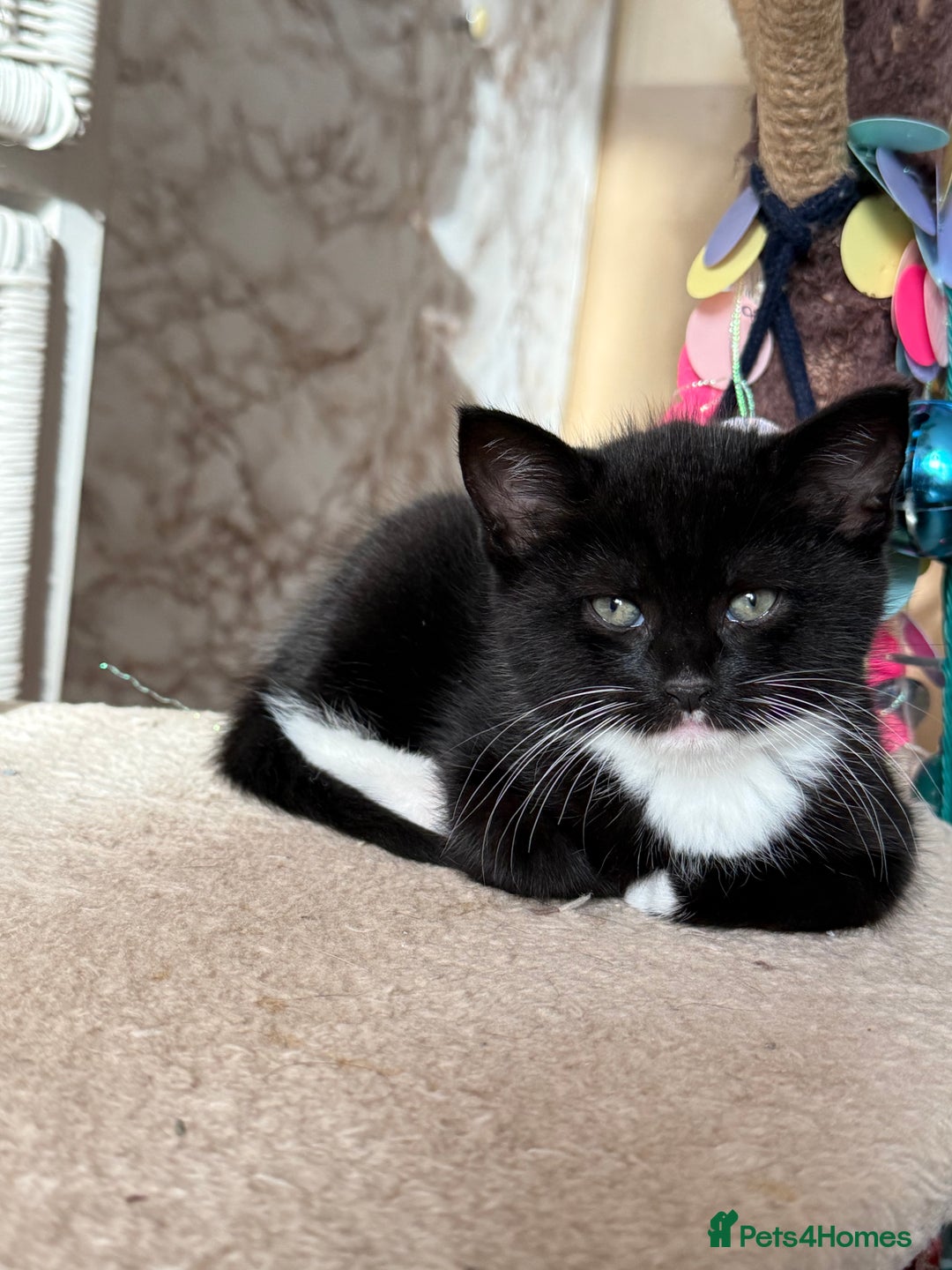 Maine Coon cats for sale: Maine coon - Advert 3