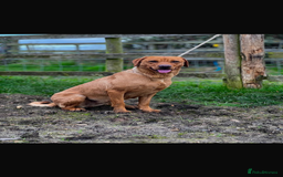 Labrador Retriever dogs for sale: Red fox labradors - Image 14