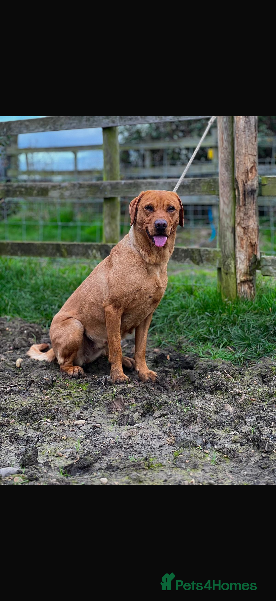 Labrador Retriever dogs for sale: Red fox labradors - Image 14