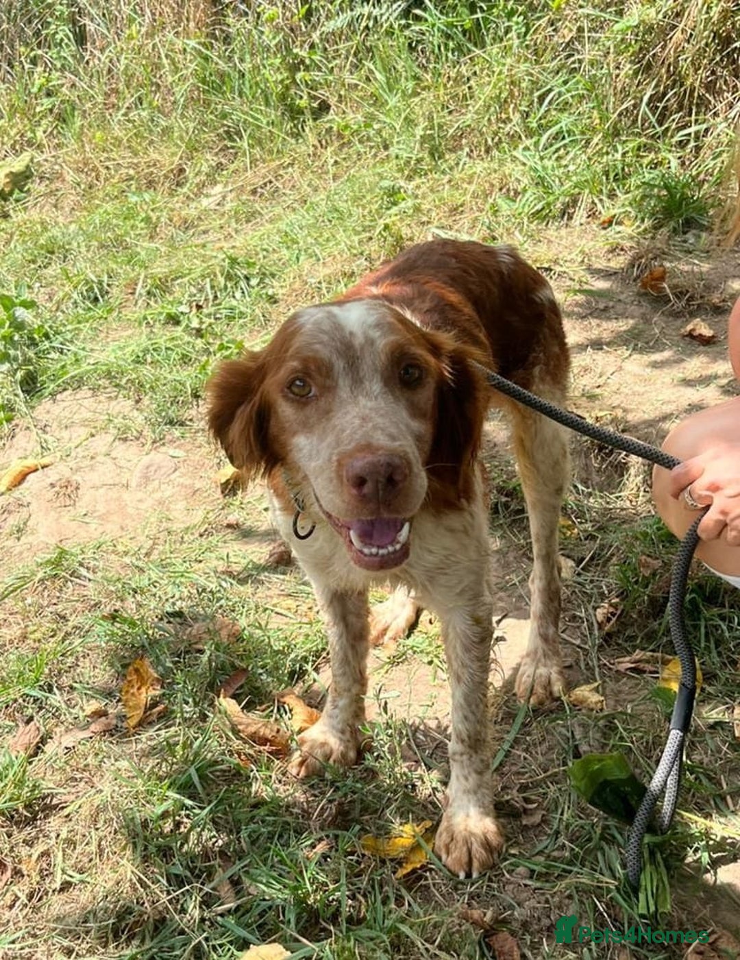 Brittany Spaniel dogs for adoption: Wilfred, a gorgeous Brittany - Image 7