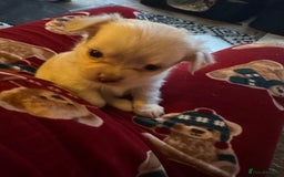 Chihuahua dogs for sale: Double chocolate platinum baby’s  - Image 2