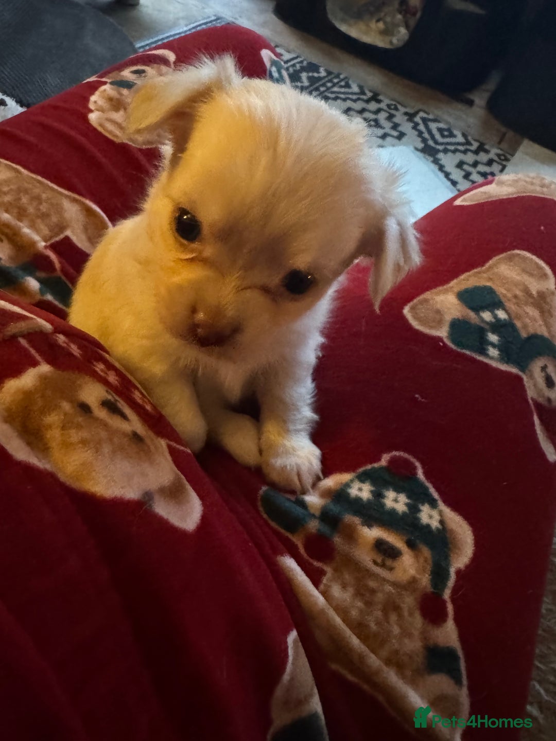 Chihuahua dogs for sale: Double chocolate platinum baby’s  - Image 2