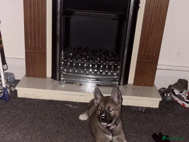 Huskita dogs for sale: READ DESCRIPTION HUSKY - Advert 16