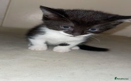 Mixed Breed cats for sale: Kittens for sale! - Image 9