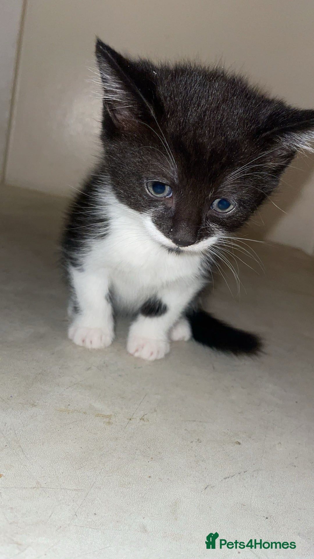 Mixed Breed cats for sale: Kittens for sale! - Image 9