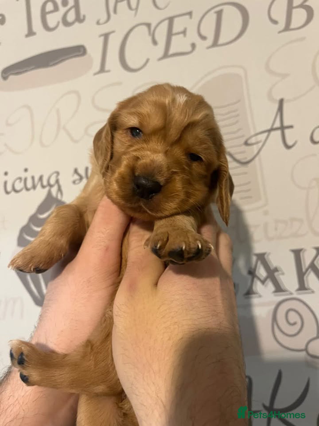 Cocker Spaniel dogs for sale: Beautiful littler of working cocker spaniels 😍 - Advert 7