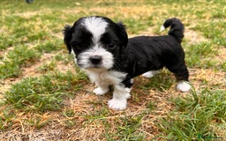Shih Tzu dogs for sale: Shih Tzu puppy ready for you and your family - Image 2