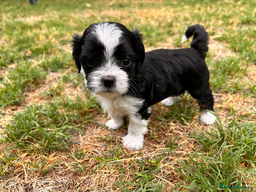 Shih Tzu dogs for sale: Shih Tzu puppy ready for you and your family - Image 2