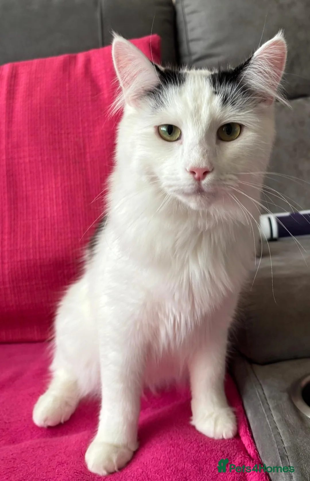 British Longhair cats for sale: Leo - Domestic Longhair black and white male - Advert 2