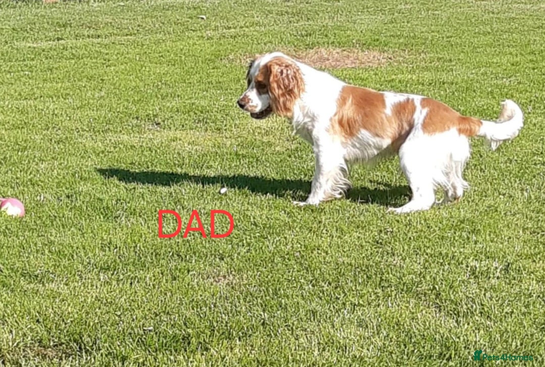 Cocker Spaniel dogs for sale: Health tested small cocker spaniels  - Image 10