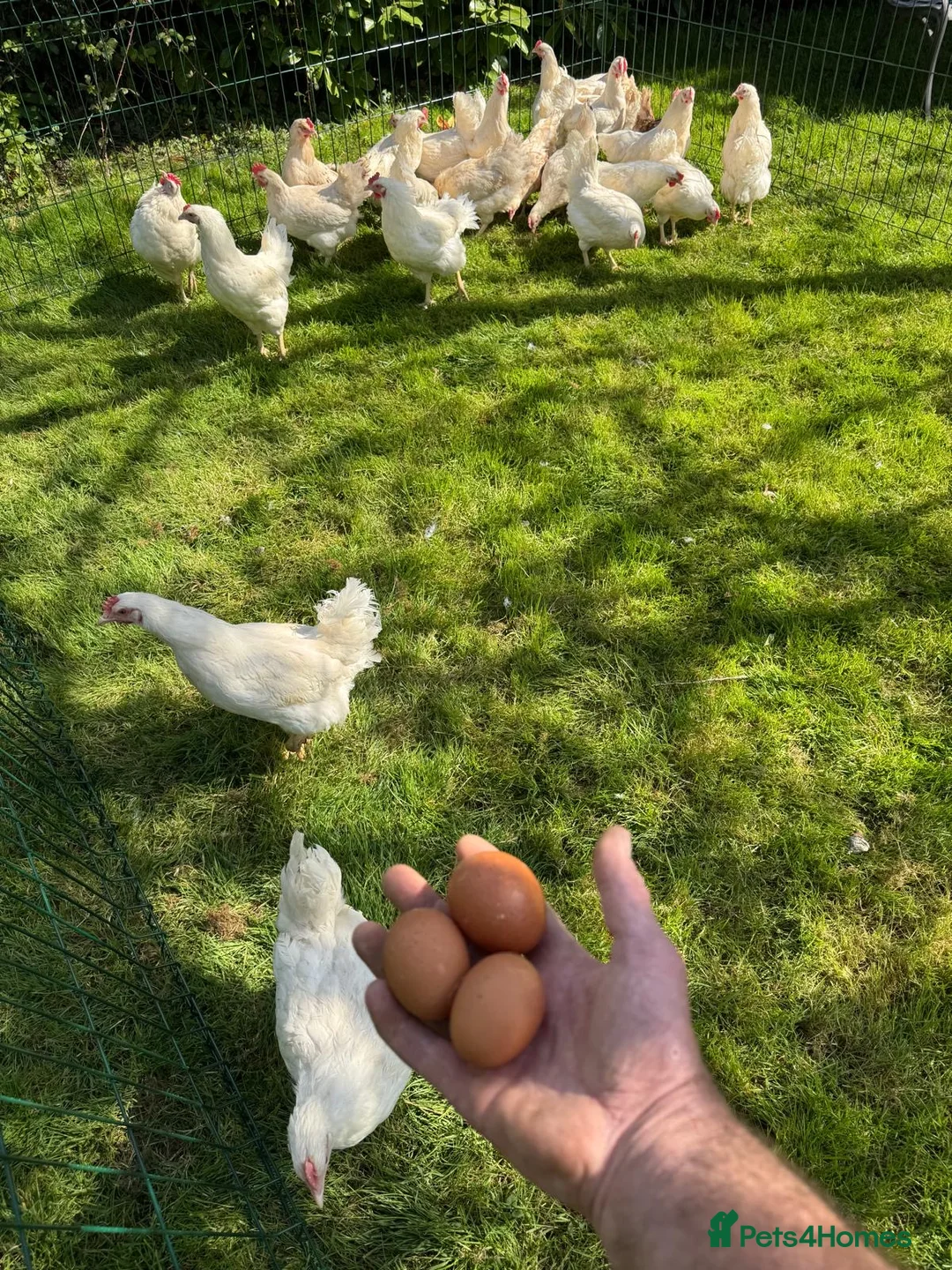 Chickens poultry for sale: Amberlink hens - Advert 2