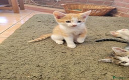 Domestic Shorthair cats for sale: Female kittens - Image 11