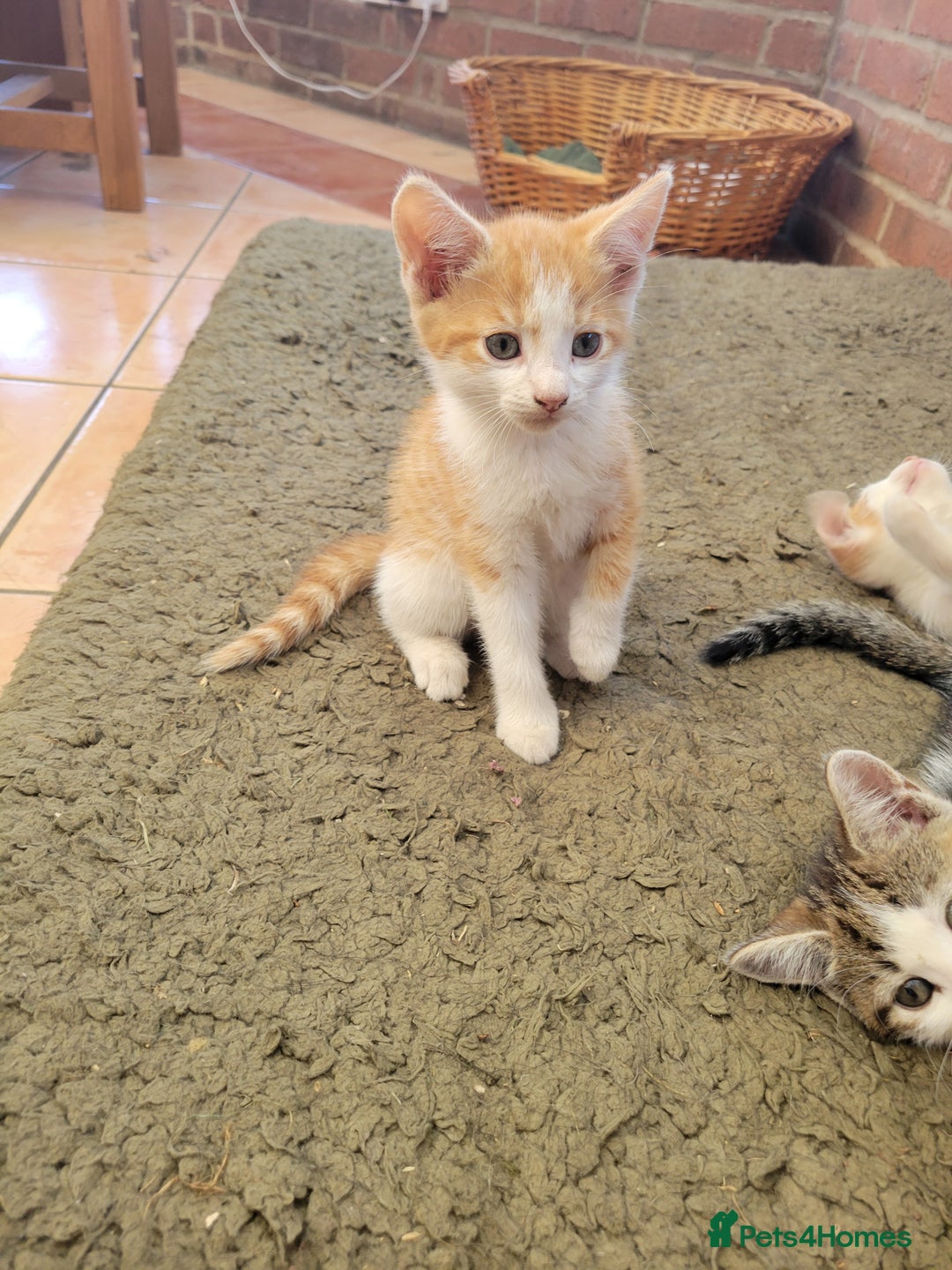 Domestic Shorthair cats for sale: Female kittens - Image 11