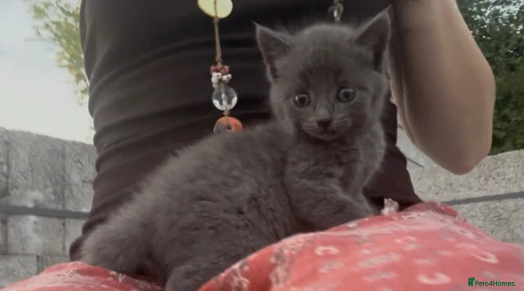 Mixed Breed cats for sale: Grey kitten  - Advert 2