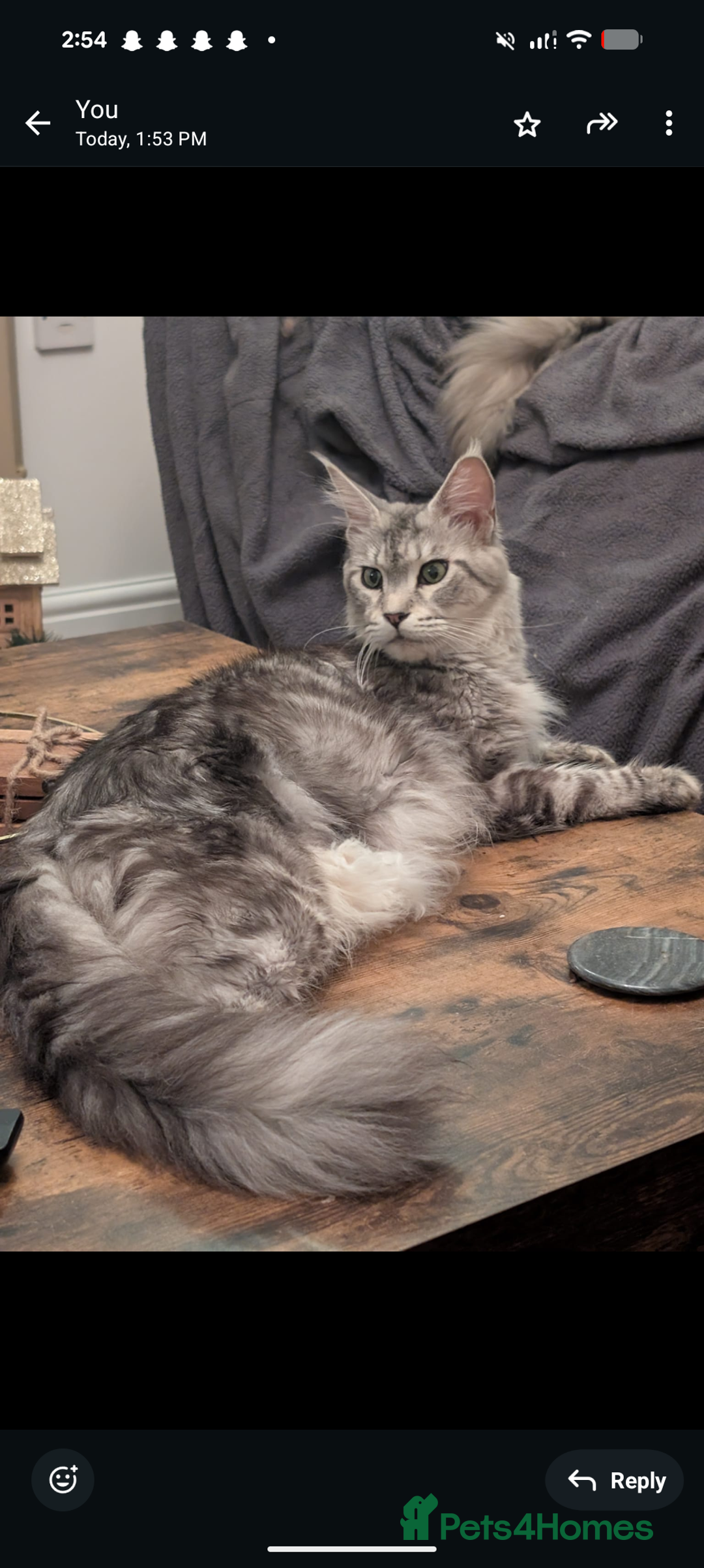 Maine Coon cats for sale: Mainecoon kittens  - Advert 2