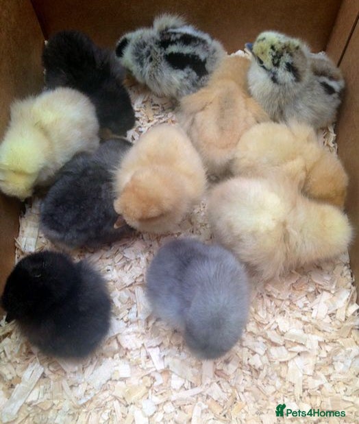 Chickens poultry Mixed silkie chicks due soon - Advert 1