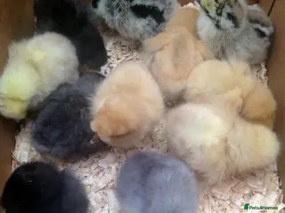 Chickens poultry Mixed silkie chicks due soon - Advert 5