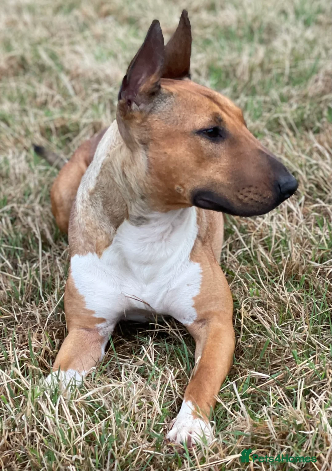 Bull Terrier dogs for sale: Bull terrier  - Advert 4