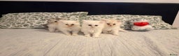 Persian cats for sale: Persian kittens, 3 boys and 1 girl - Advert 1