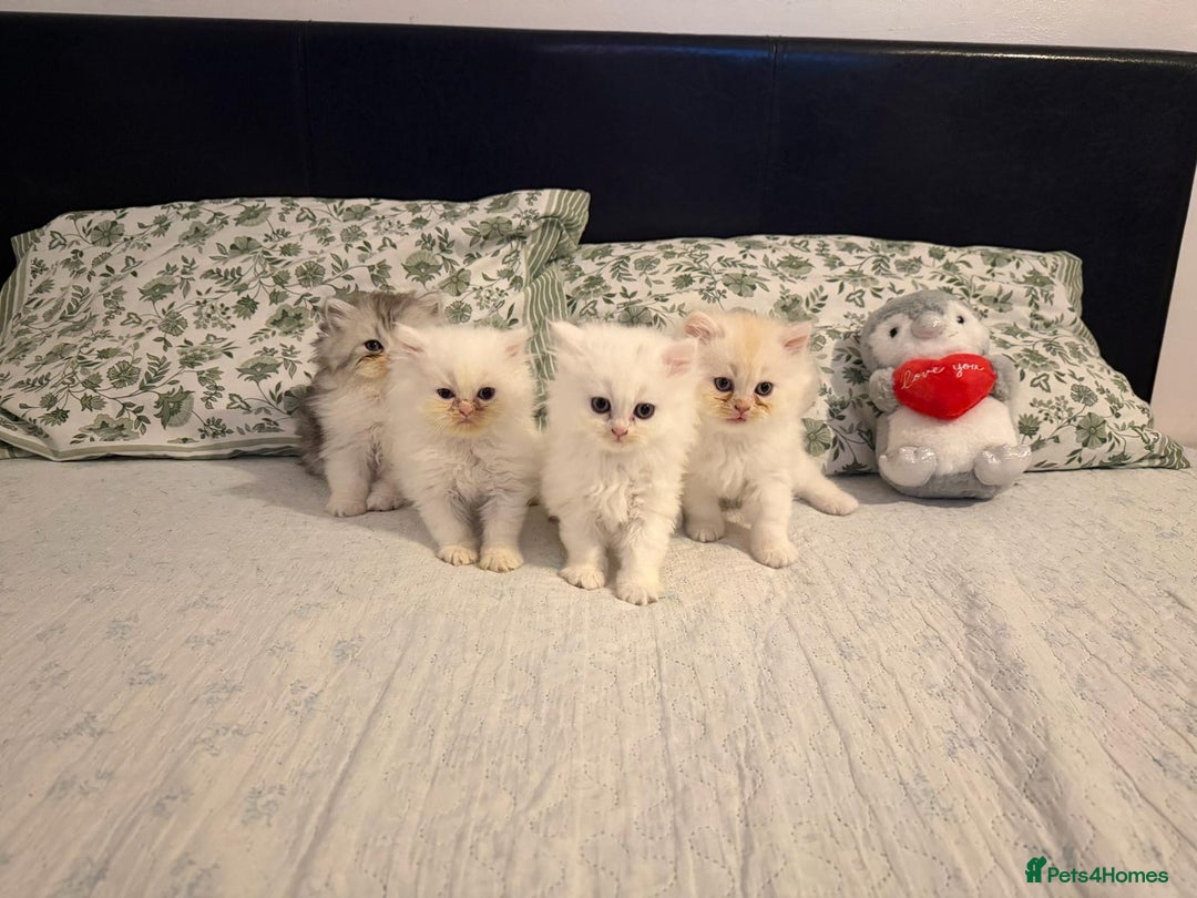 Persian cats for sale: Persian kittens, 3 boys and 1 girl - Advert 1