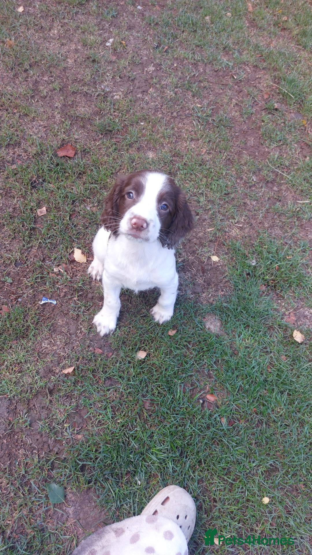English Springer Spaniel dogs English springer spaniels #last boy - Advert 15