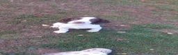 English Springer Spaniel dogs for sale: English springer spaniels in Bargoed - Advert 25