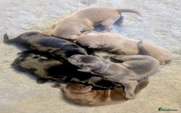 Labrador Retriever dogs for sale: Stunning Labrador Puppies from DNA Clear, 0/0 Mum - Image 4