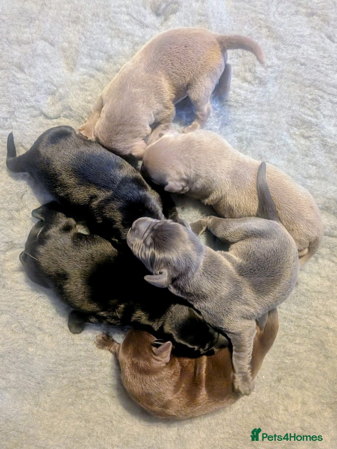 Labrador Retriever dogs for sale: Stunning Labrador Puppies from DNA Clear, 0/0 Mum - Image 4