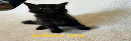 Mixed Breed cats for sale: Ragdoll x kittens  in Cardigan - Advert 5