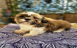 Shih Tzu dogs for sale: 🐶 Shih Tzu Puppies READY NOW– Licensed Breeder  - Image 8