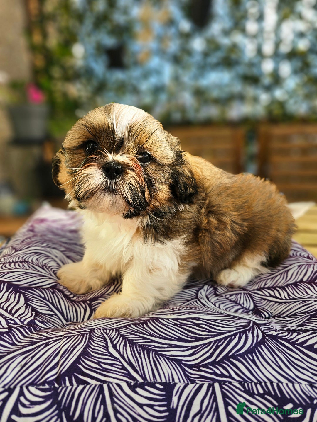 Shih Tzu dogs for sale: 🐶 Shih Tzu Puppies READY NOW– Licensed Breeder  - Image 8