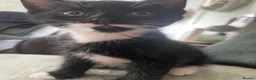Mixed Breed cats for sale: Ready for my forever hime - Advert 13