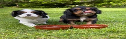 Cavalier King Charles Spaniel dogs for sale: Cavalier King Charles Spaniel Puppies - Advert 5