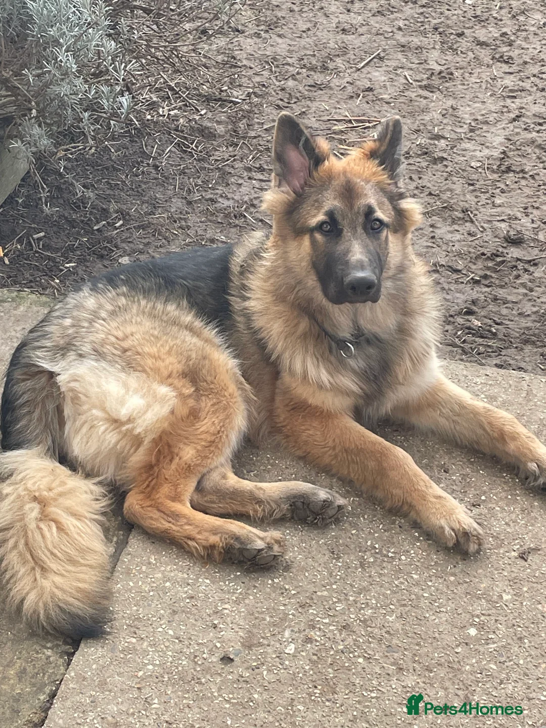 German Shepherd dogs for sale: Bailey  in Basingstoke - Advert 1