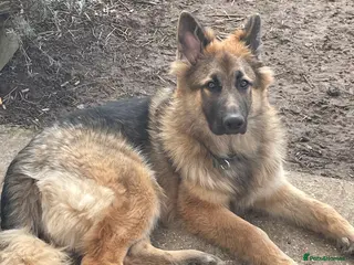 German Shepherd dogs Bailey in Basingstoke - Advert 1