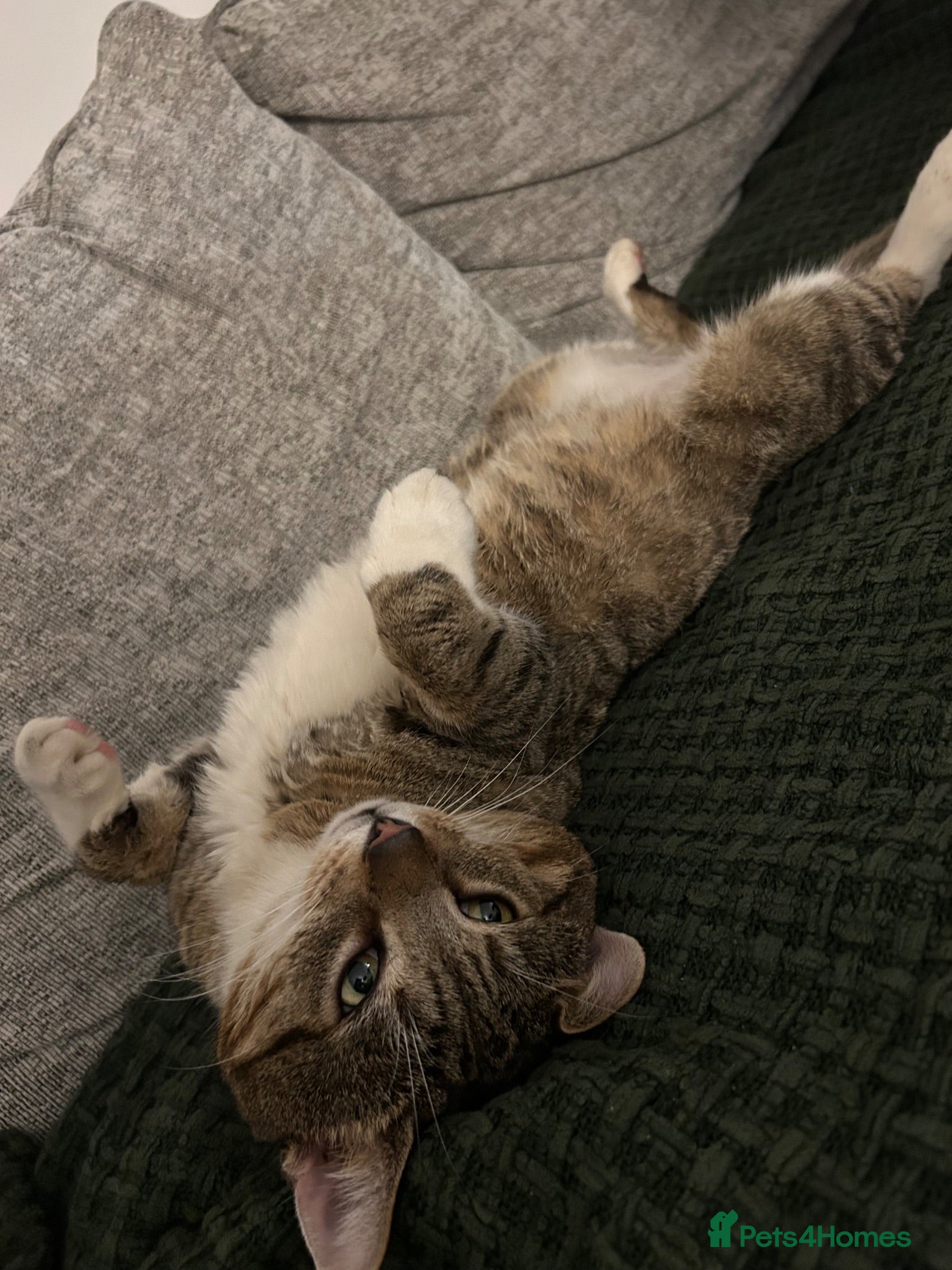 British Shorthair cats Senior Male looking for a forever home - Advert 1