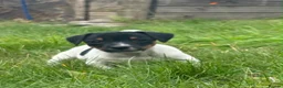 Jack Russell dogs for sale: 5 male Jack Russell puppies ready to go - Advert 32
