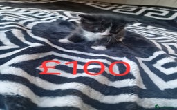 Mixed Breed cats for sale: Stunning kittens starting st £100 - Image 6