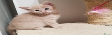 Beautiful sandy/beige/ creamy ginger boy, Kitten 3