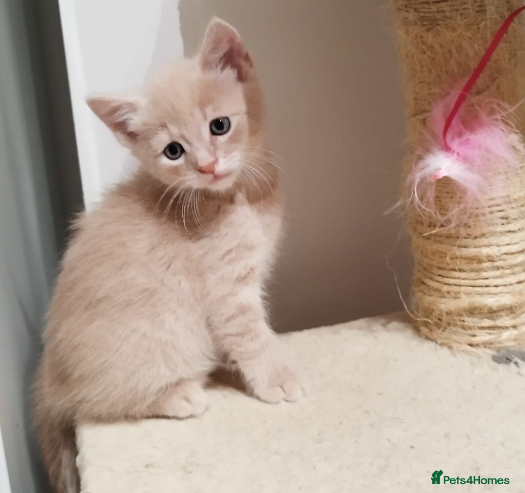 Mixed Breed cats for sale: Amazing, very beautiful kittens 3 boys, 1 girl - Advert 23