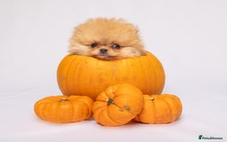 Pomeranian dogs for sale: True to type Pomeranian Puppies  - Image 15