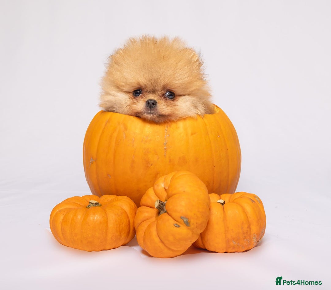 Pomeranian dogs for sale: True to type Pomeranian Puppies  - Image 15