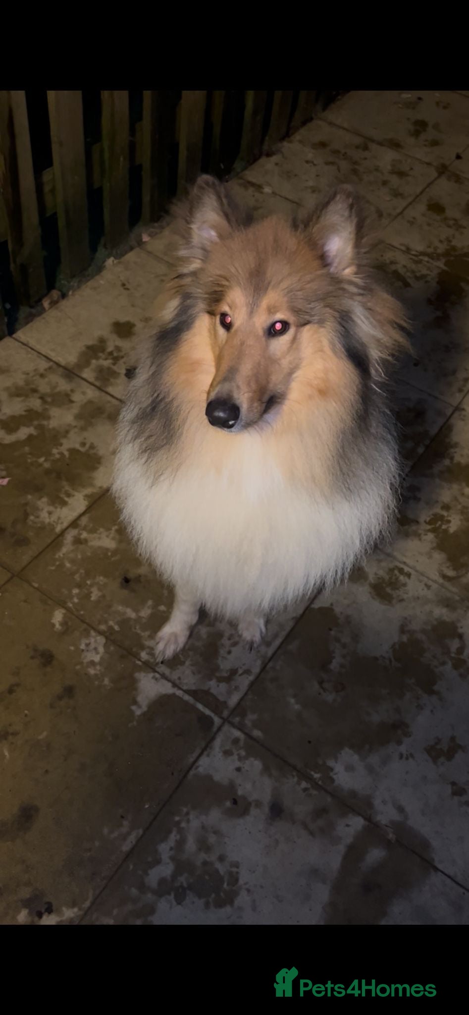 Rough Collie dogs Rough collies for adoption  - Advert 1