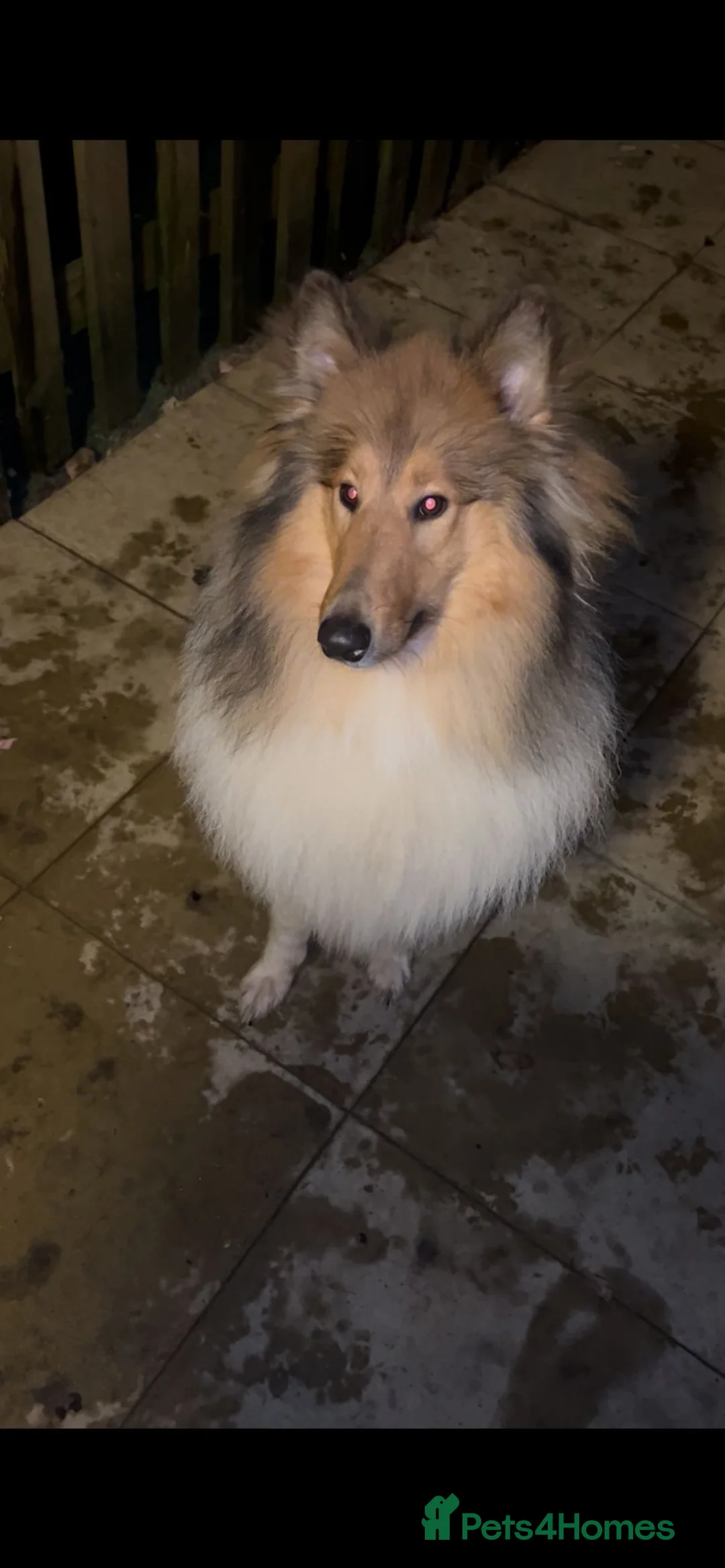 Rough Collie dogs for sale: Rough collies for sale 2yrs old  - Advert 1
