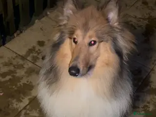 Rough Collie dogs Rough collies for adoption - Advert 1