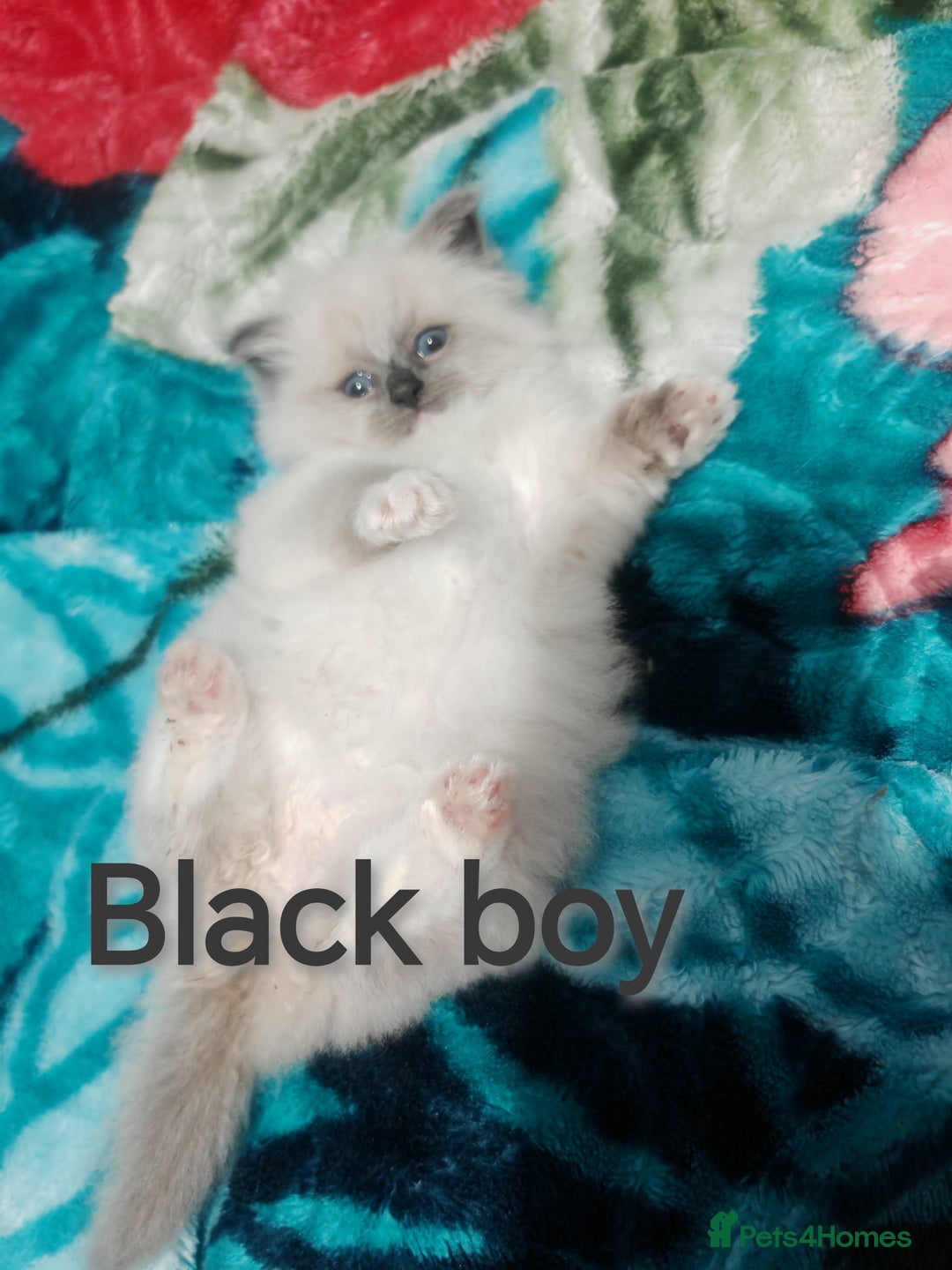 Ragdoll cats for sale: Beauty fluffy ragdoll kittens  - Advert 12