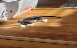 Mixed Breed cats for sale: Kitten  - Image 4